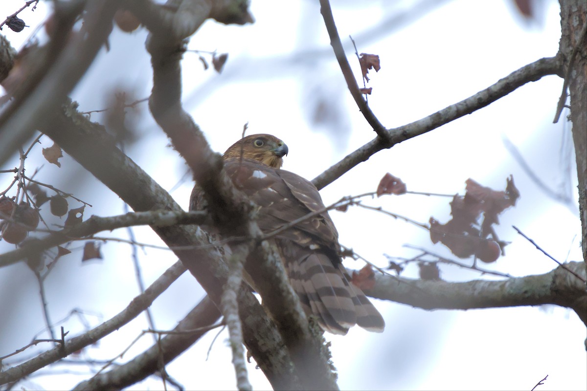 Cooper's Hawk - ML502436451