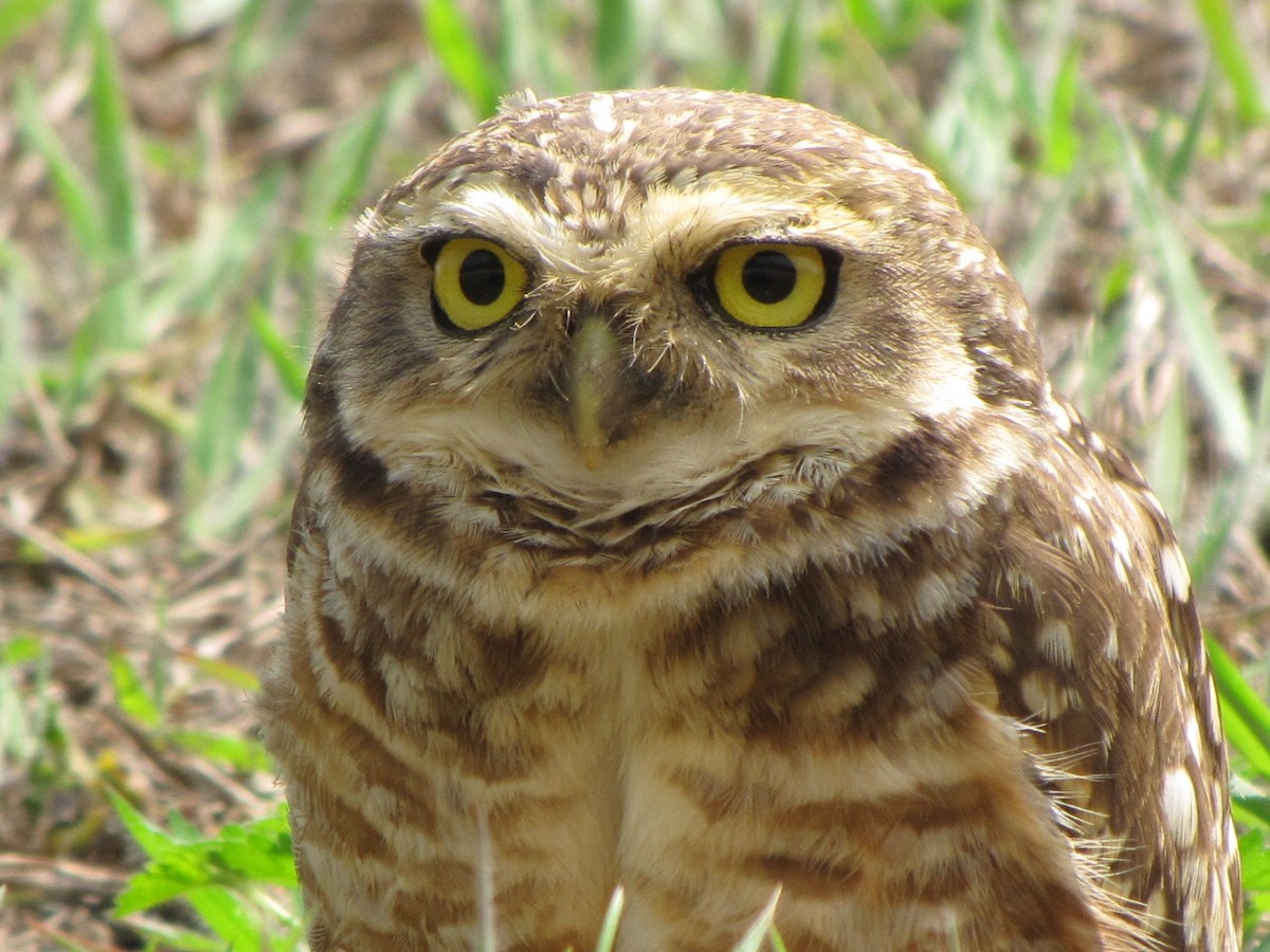 Burrowing Owl - ML502438921