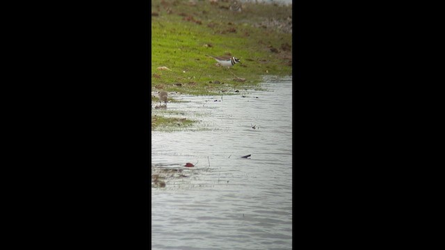 Dunlin - ML502439301