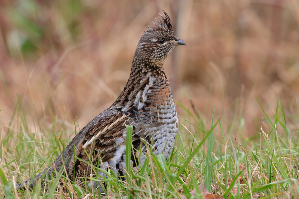 Ruffed Grouse - Alex Sundvall