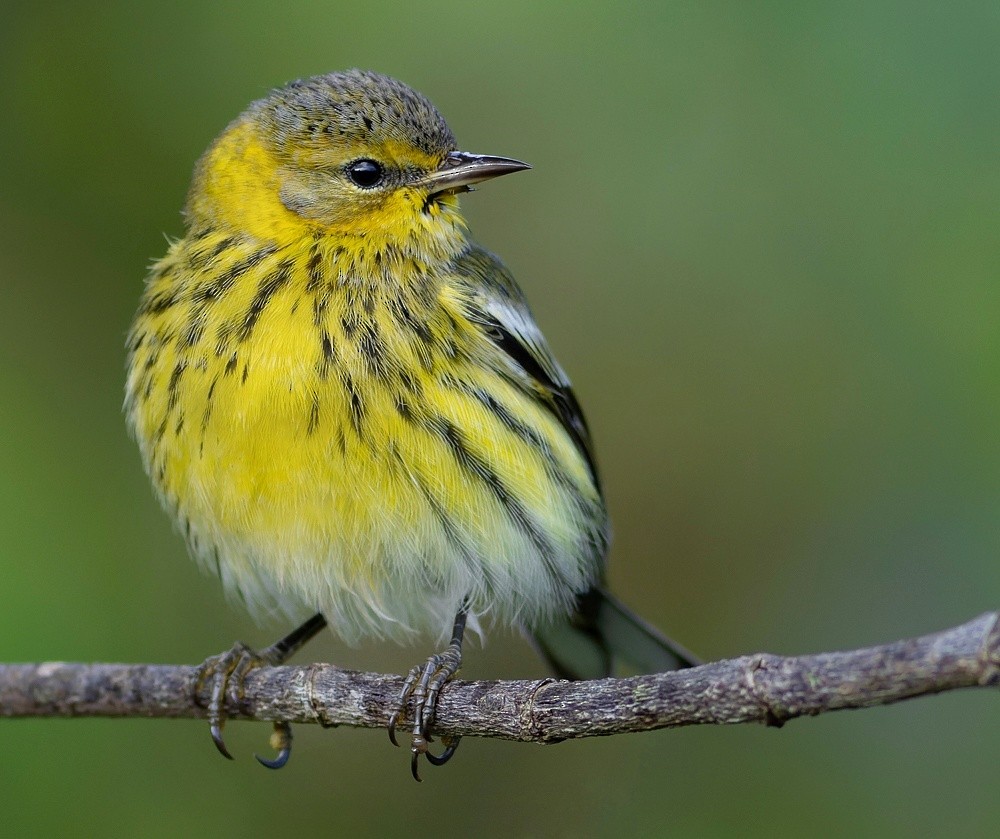 Cape May Warbler - ML502439971