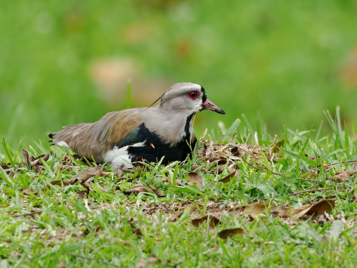 Southern Lapwing (lampronotus) - Nick Athanas