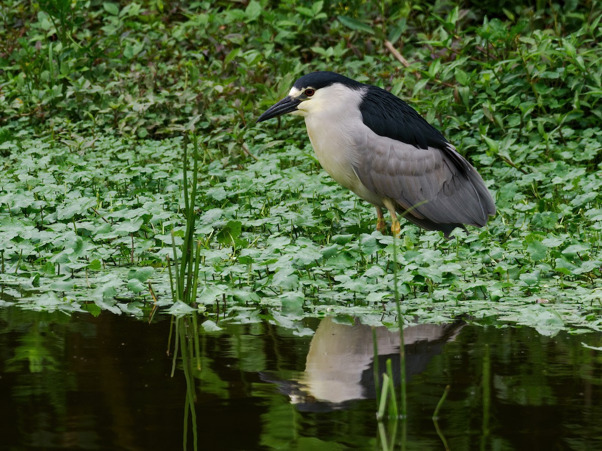 Black-crowned Night Heron (American) - Nick Athanas