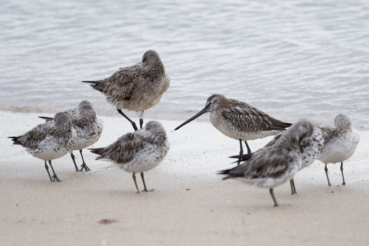 Asian Dowitcher - John Gordon