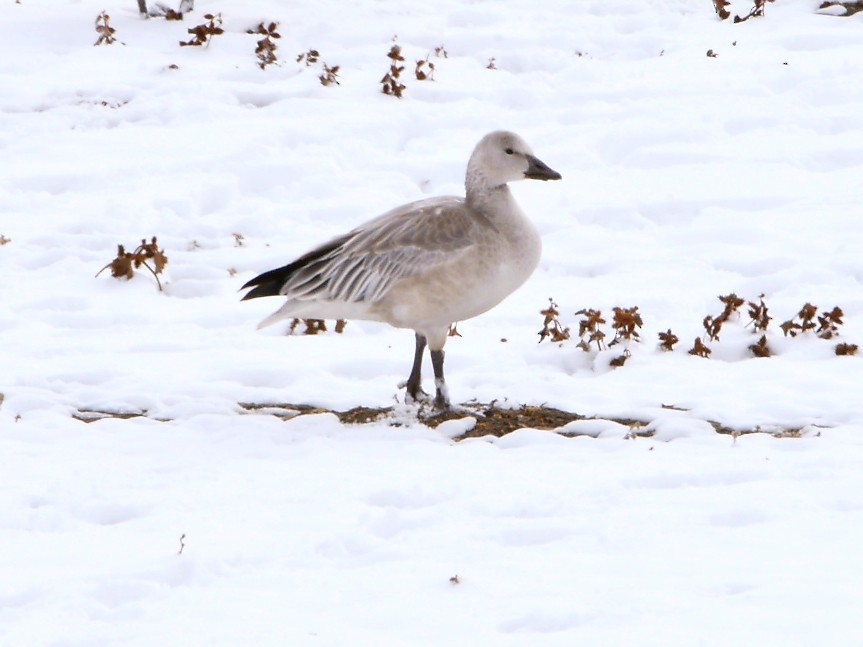 Snow Goose - Weston Smith