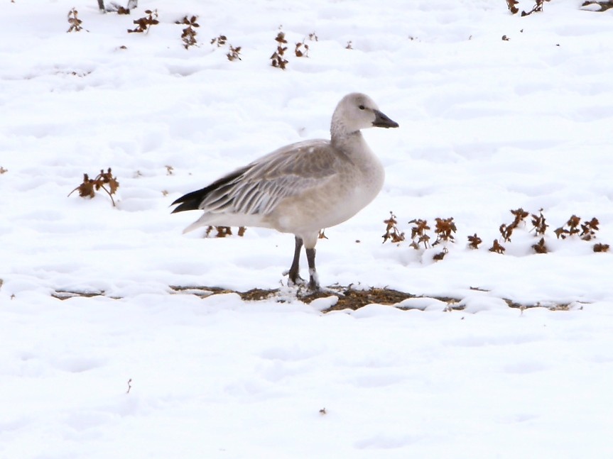 Oie des neiges - ML502441751