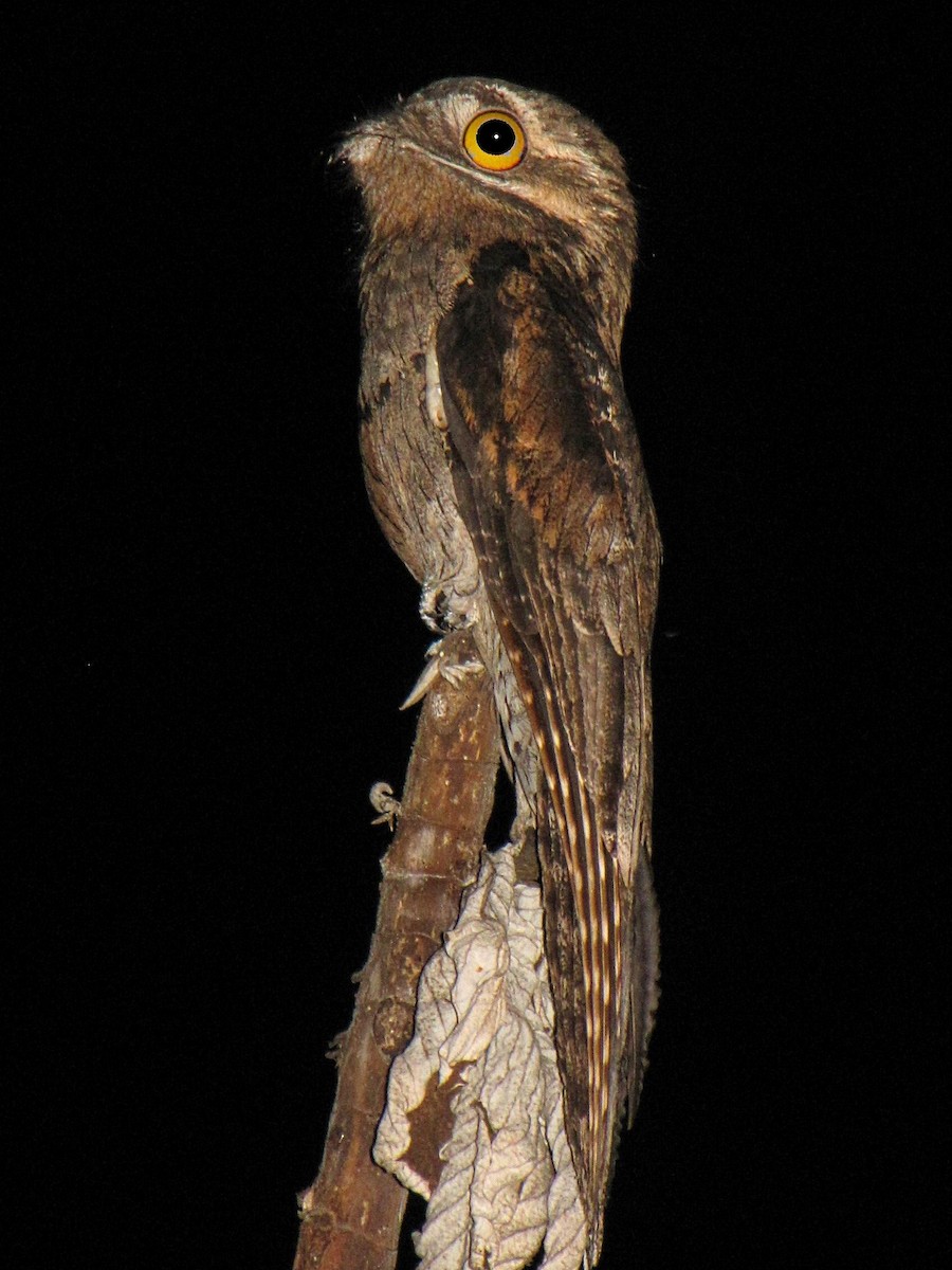 Common Potoo - ML502445831