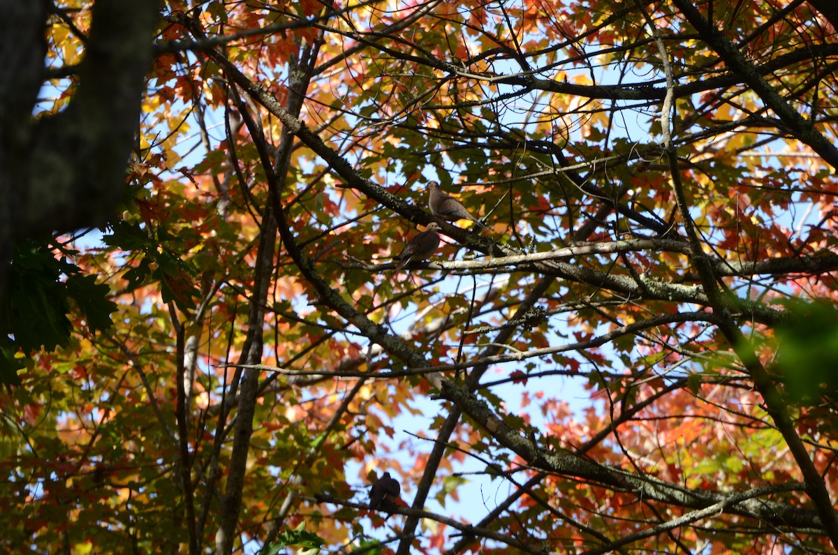 Mourning Dove - Vivian Fung