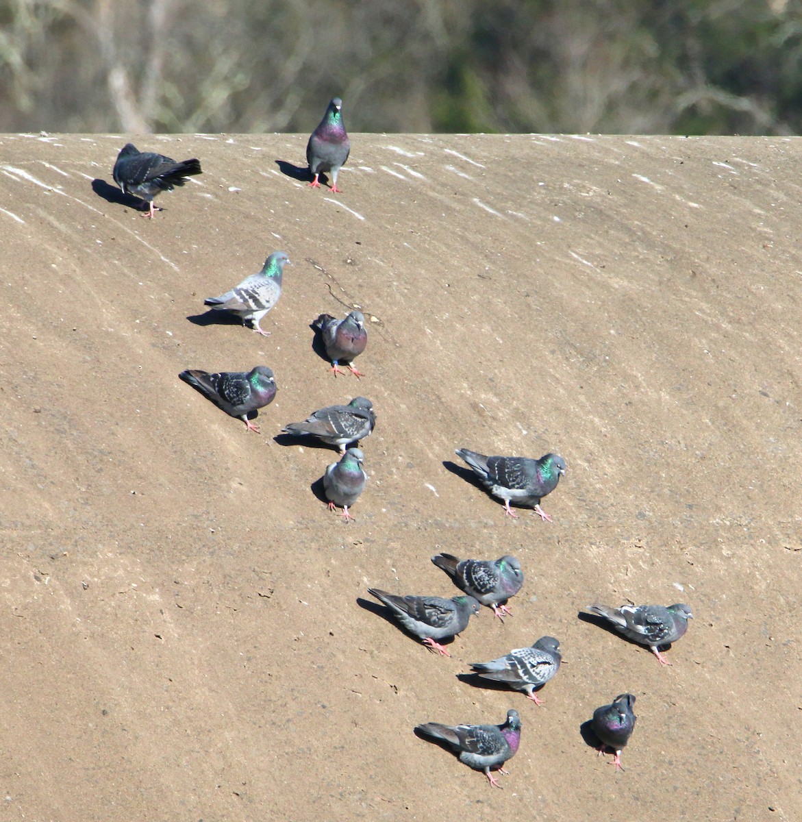 Rock Pigeon (Feral Pigeon) - ML502446931