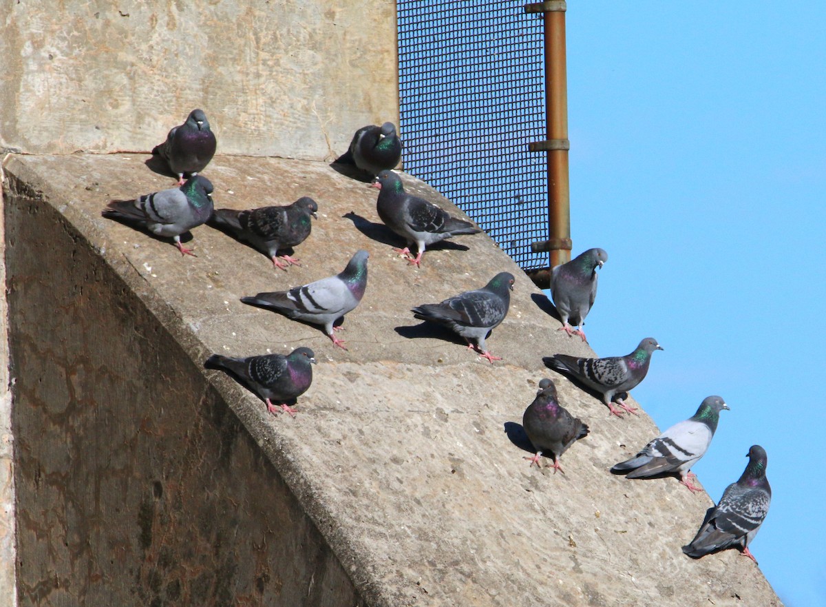 Rock Pigeon (Feral Pigeon) - ML502446951