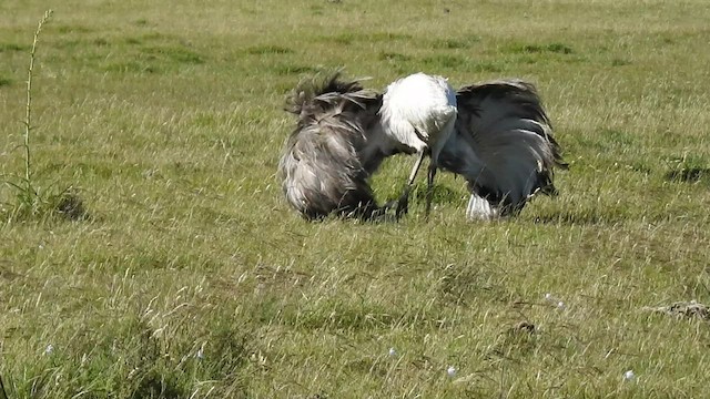 Greater Rhea - ML502447211