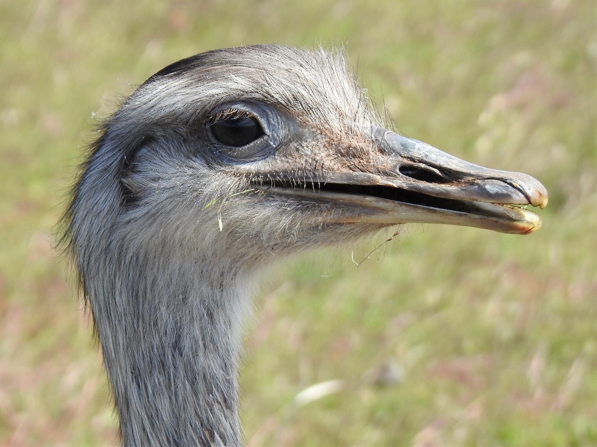 Greater Rhea - ML502447371