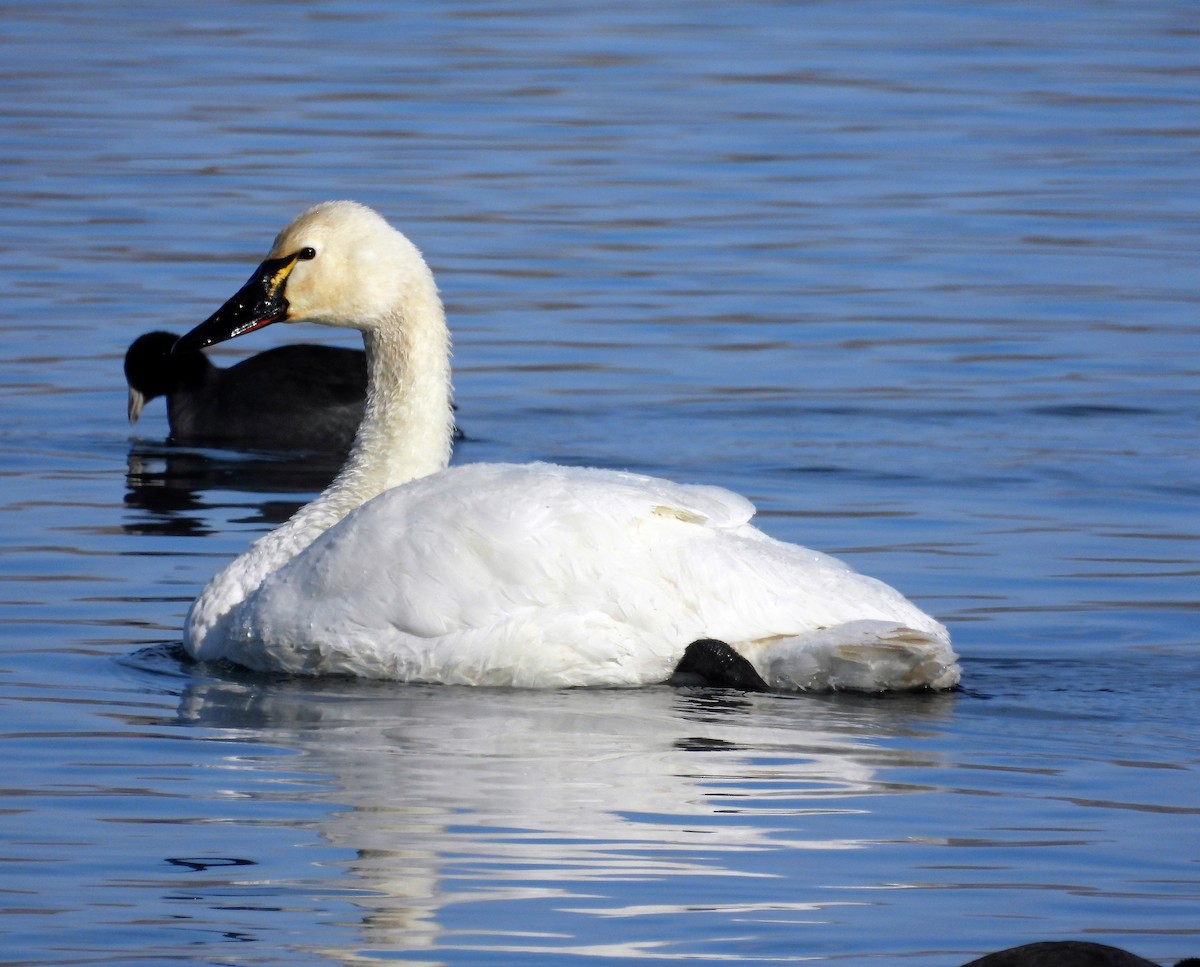 Tundra Swan - ML502449331