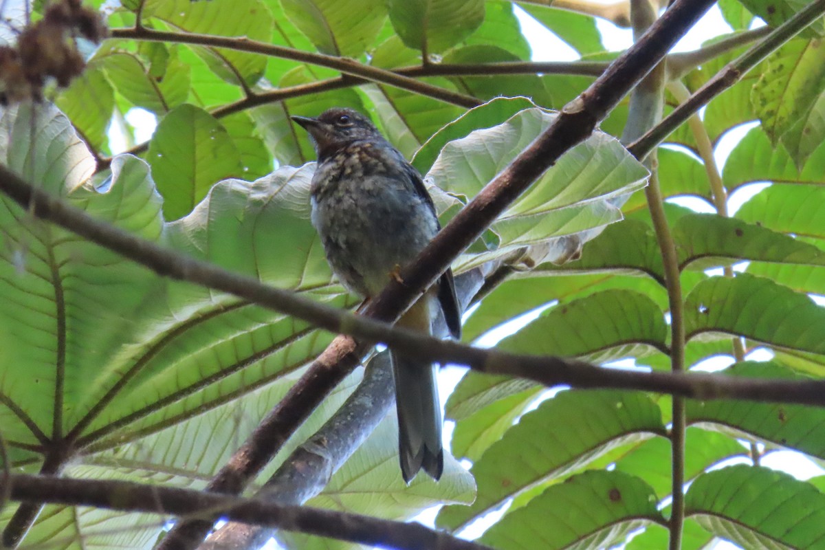 Rufous-throated Solitaire - Maria Milagros Paulino