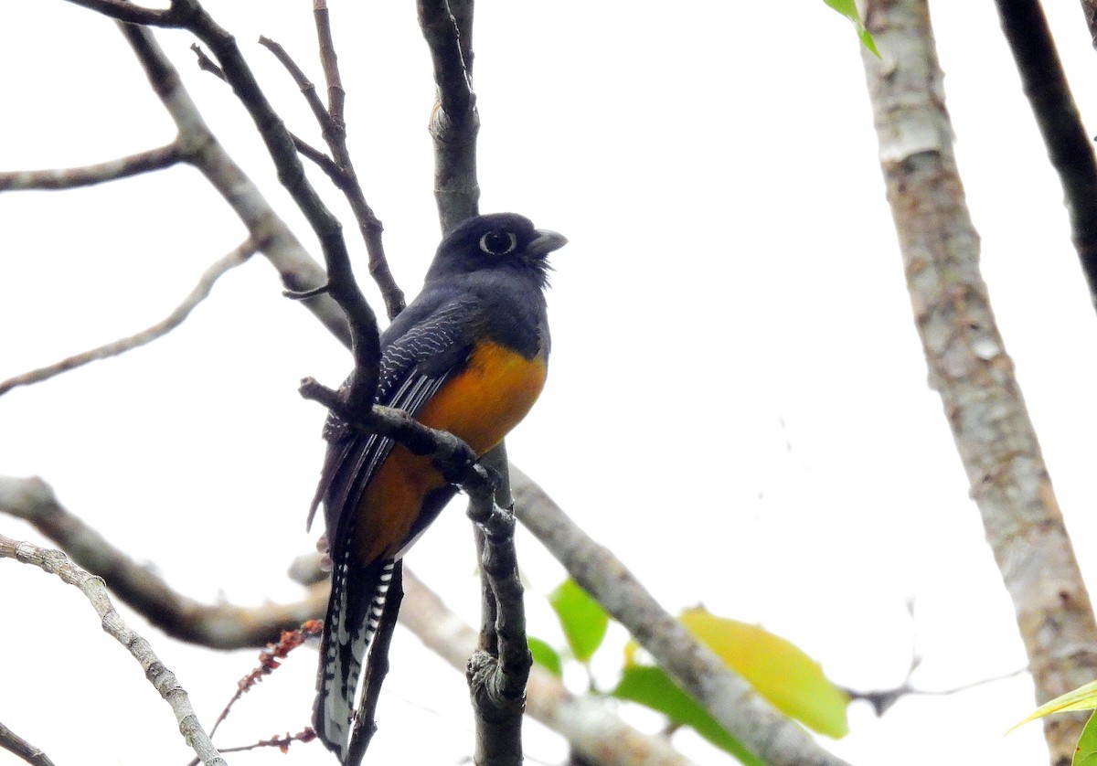 Trogon sp. (genre scientif.) - ML502450011