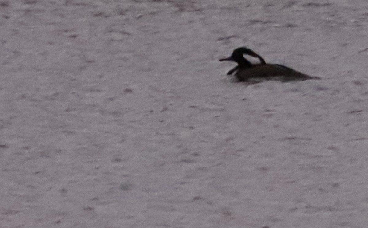 Hooded Merganser - ML502450091