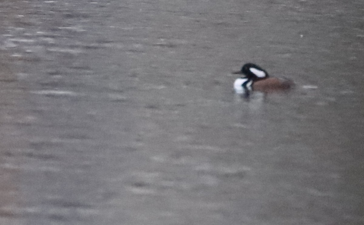 Hooded Merganser - ML502450181