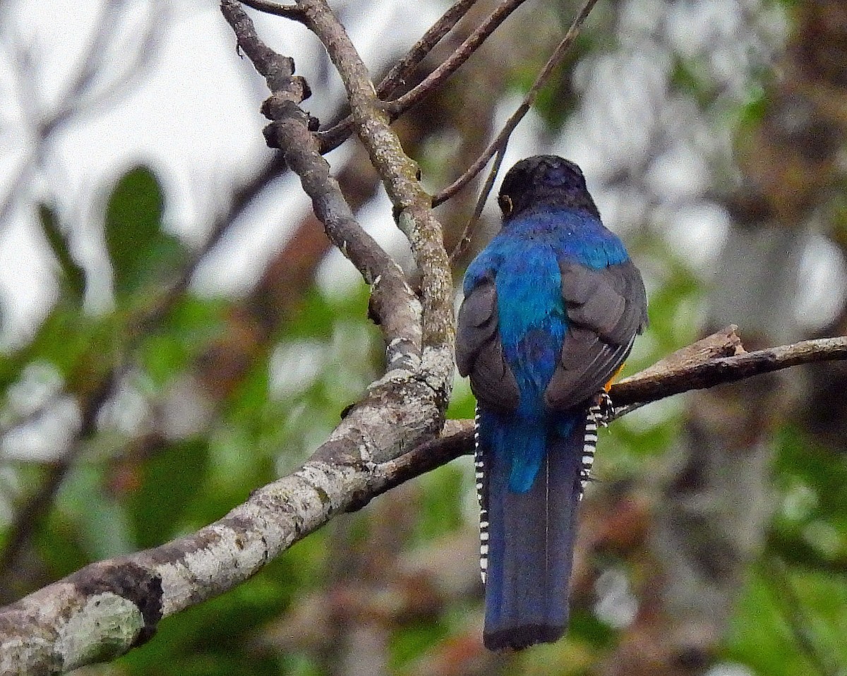 novosvětský trogon sp. - ML502450481