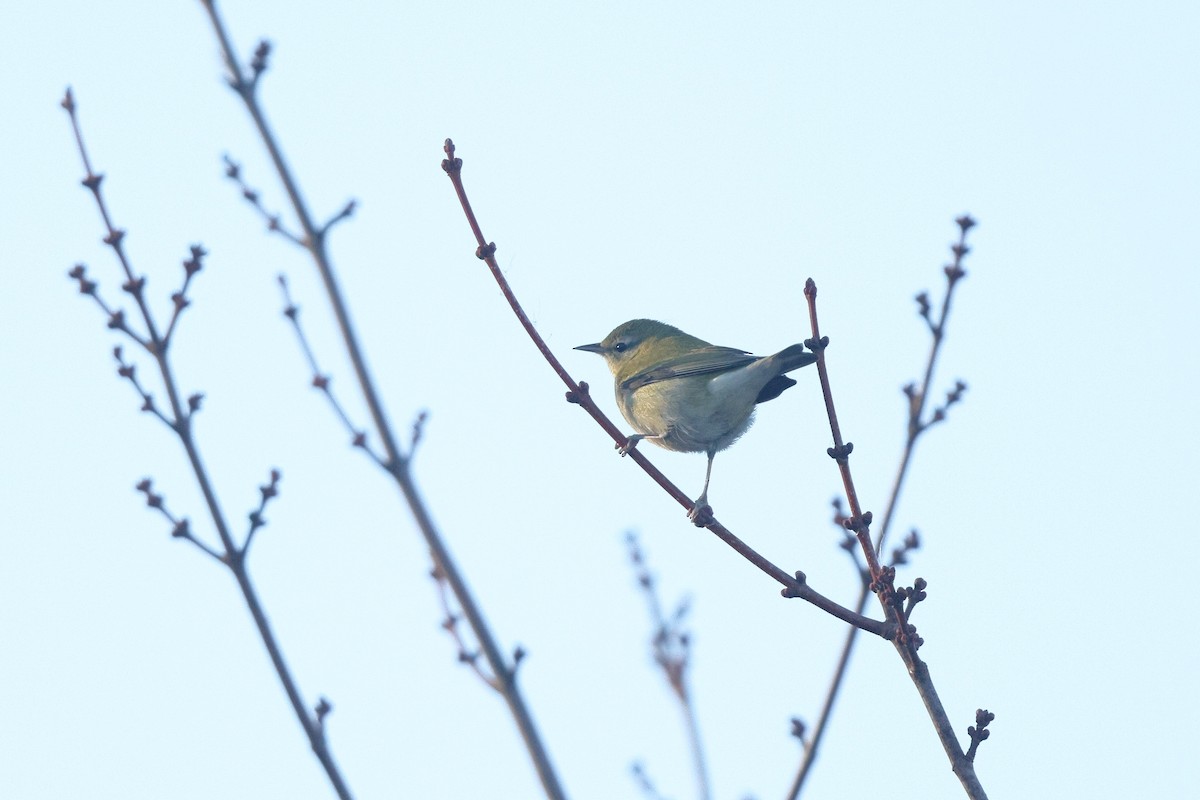 Tennessee Warbler - ML502450591