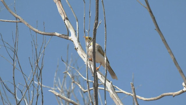 Yellow-throated Miner - ML502452391