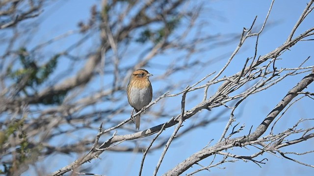 Nelson's Sparrow - ML502452881