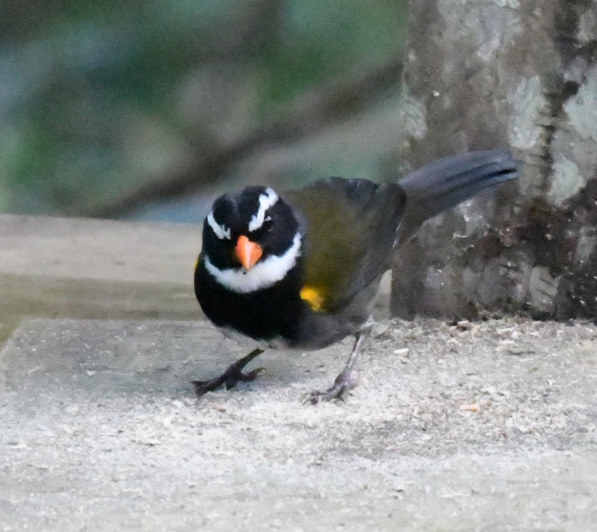 Orange-billed Sparrow - ML50245471