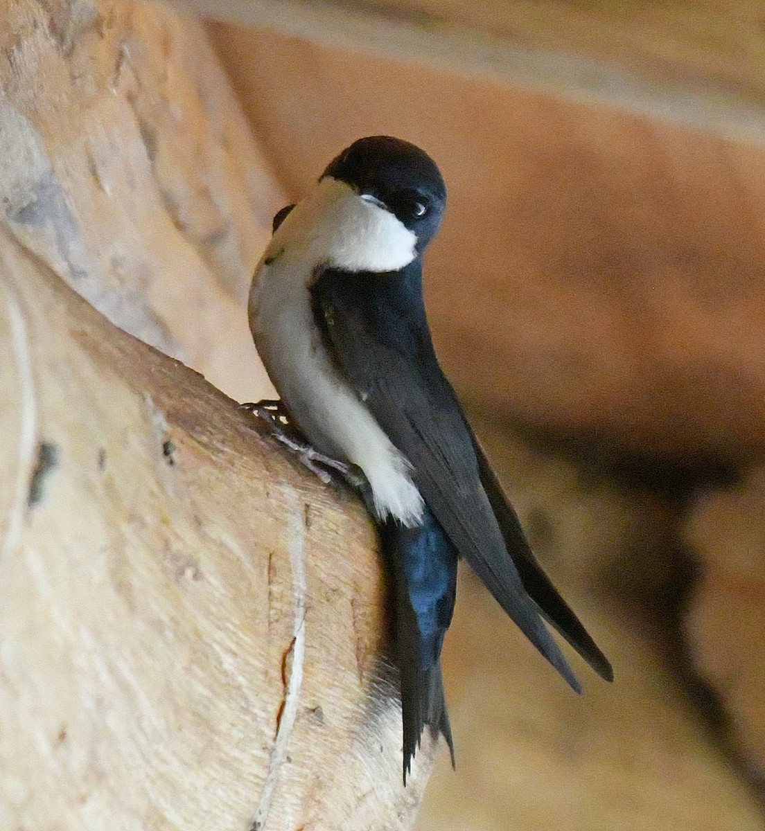 Blue-and-white Swallow - ML50245481