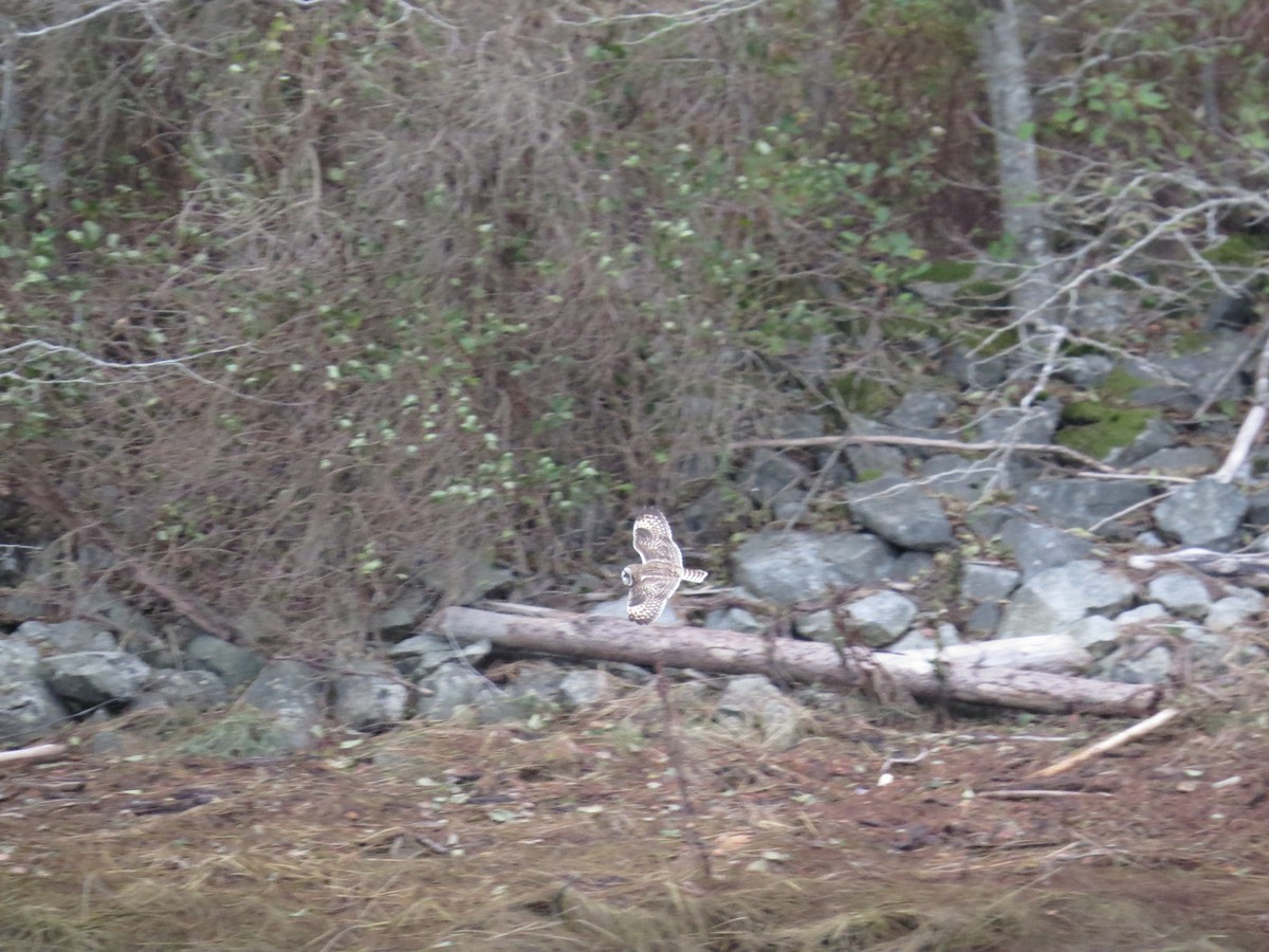 Short-eared Owl - ML502455101