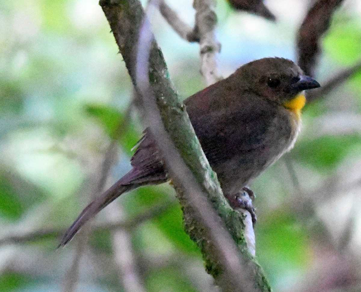 Red-throated Ant-Tanager - ML50245561