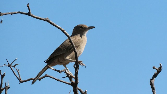 White-throated Cacholote - ML502455851