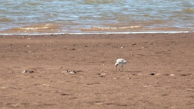 Bar-tailed Godwit (Siberian) - ML502455981