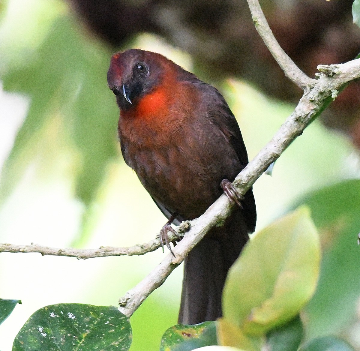 Red-throated Ant-Tanager - ML50245601