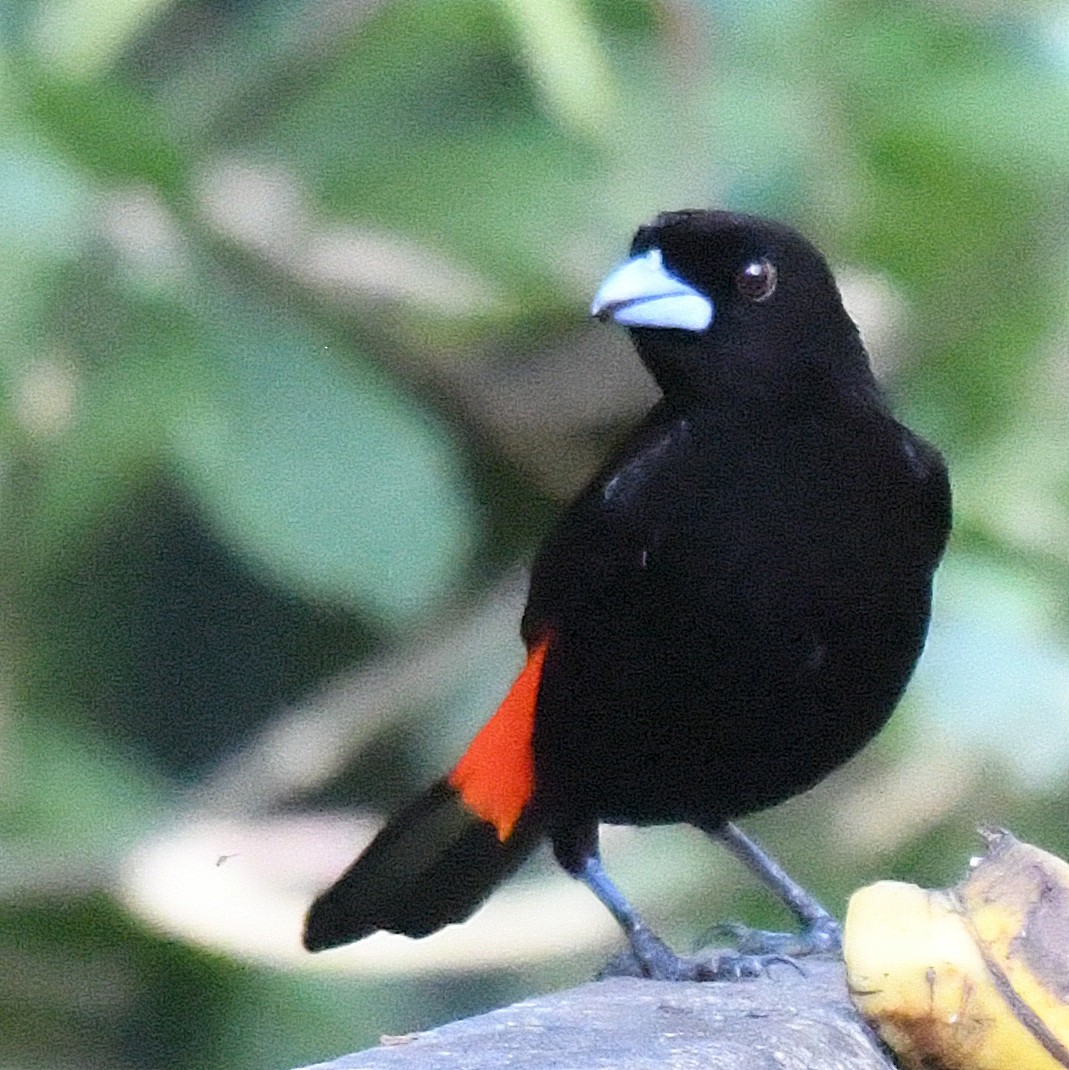 Scarlet-rumped Tanager (Passerini's) - ML50245611