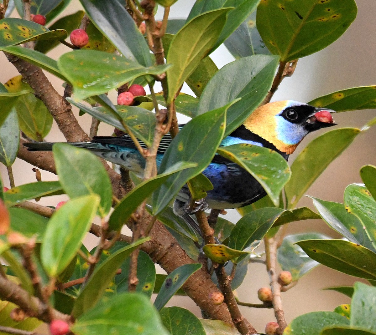 Golden-hooded Tanager - ML50245631