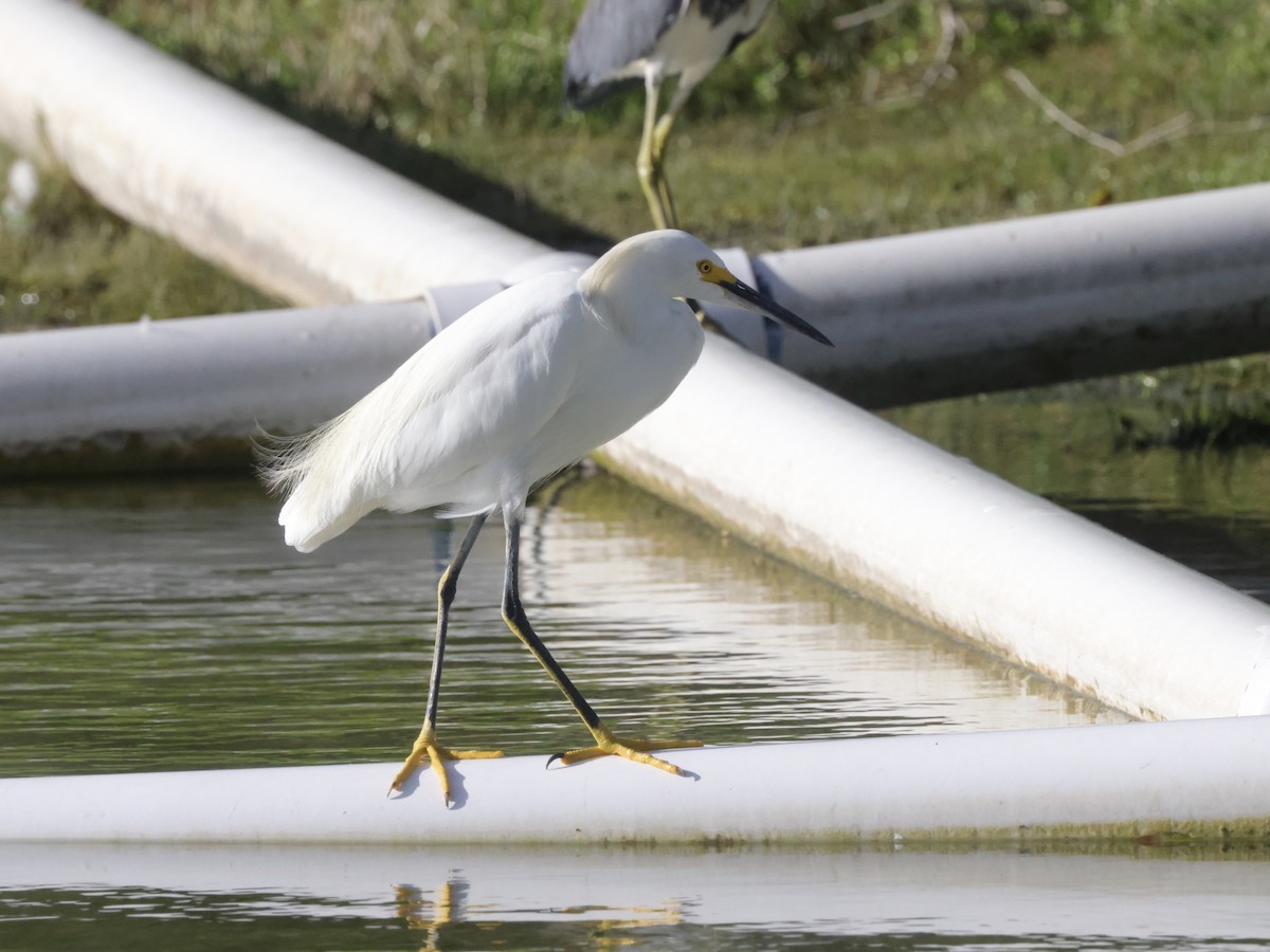 Snowy Egret - ML502456631