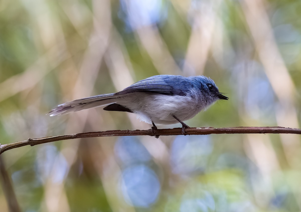 White-tailed Blue Flycatcher - ML502457001