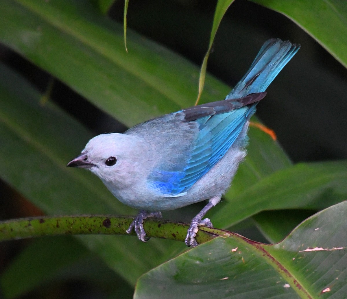 Blue-gray Tanager - ML50245771