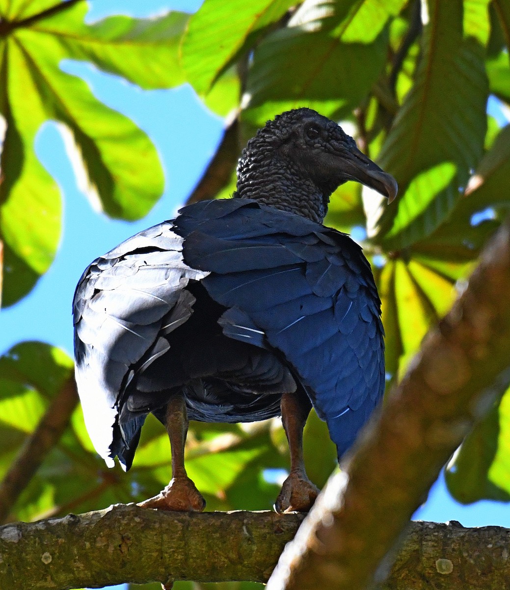 Black Vulture - ML50245871