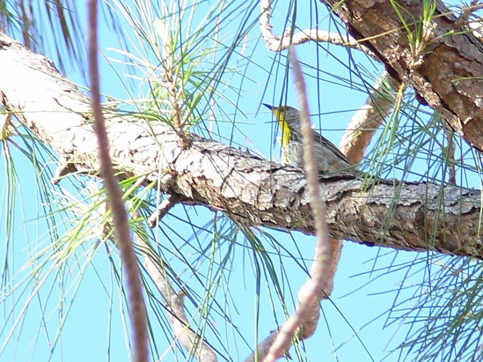 Olive-capped Warbler - ML502459091