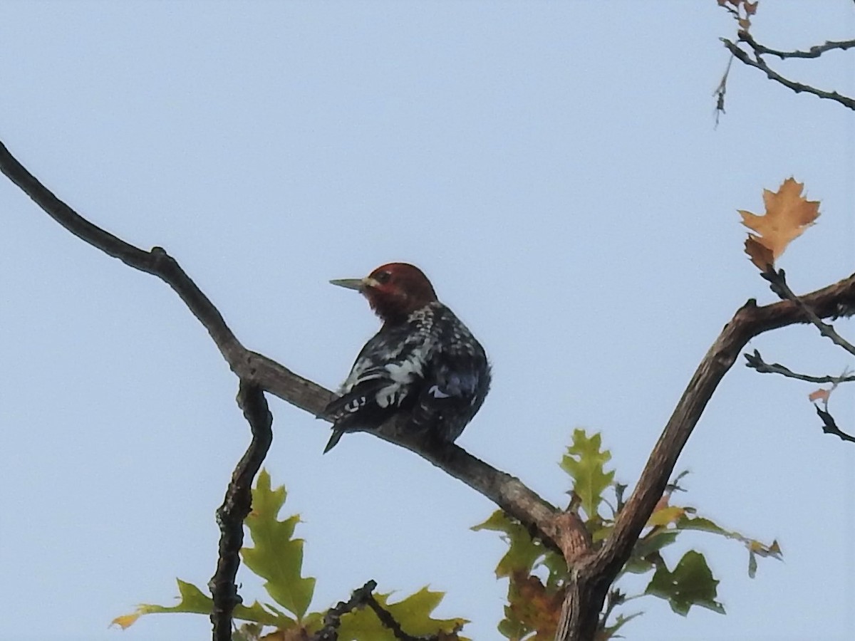 Red-breasted Sapsucker - ML502460701