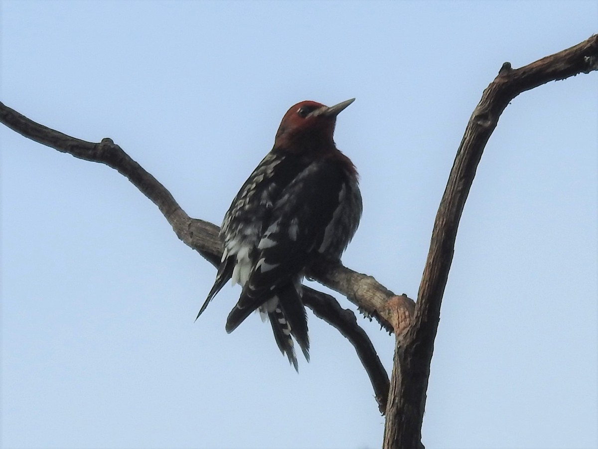 Red-breasted Sapsucker - ML502460711