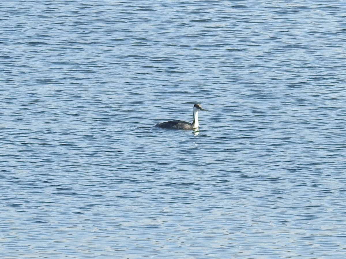 Western Grebe - ML502461561