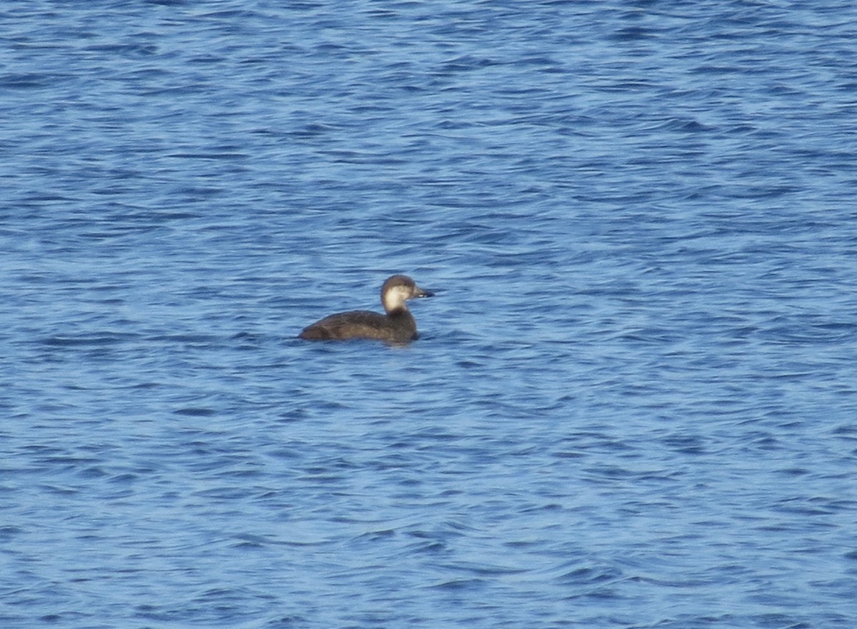 Black Scoter - ML502462601