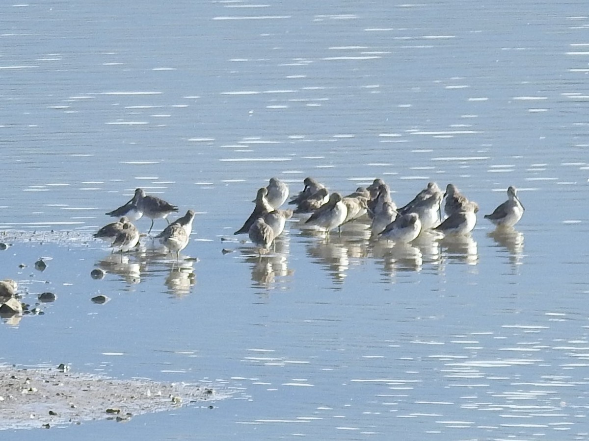 Long-billed Dowitcher - ML502462611