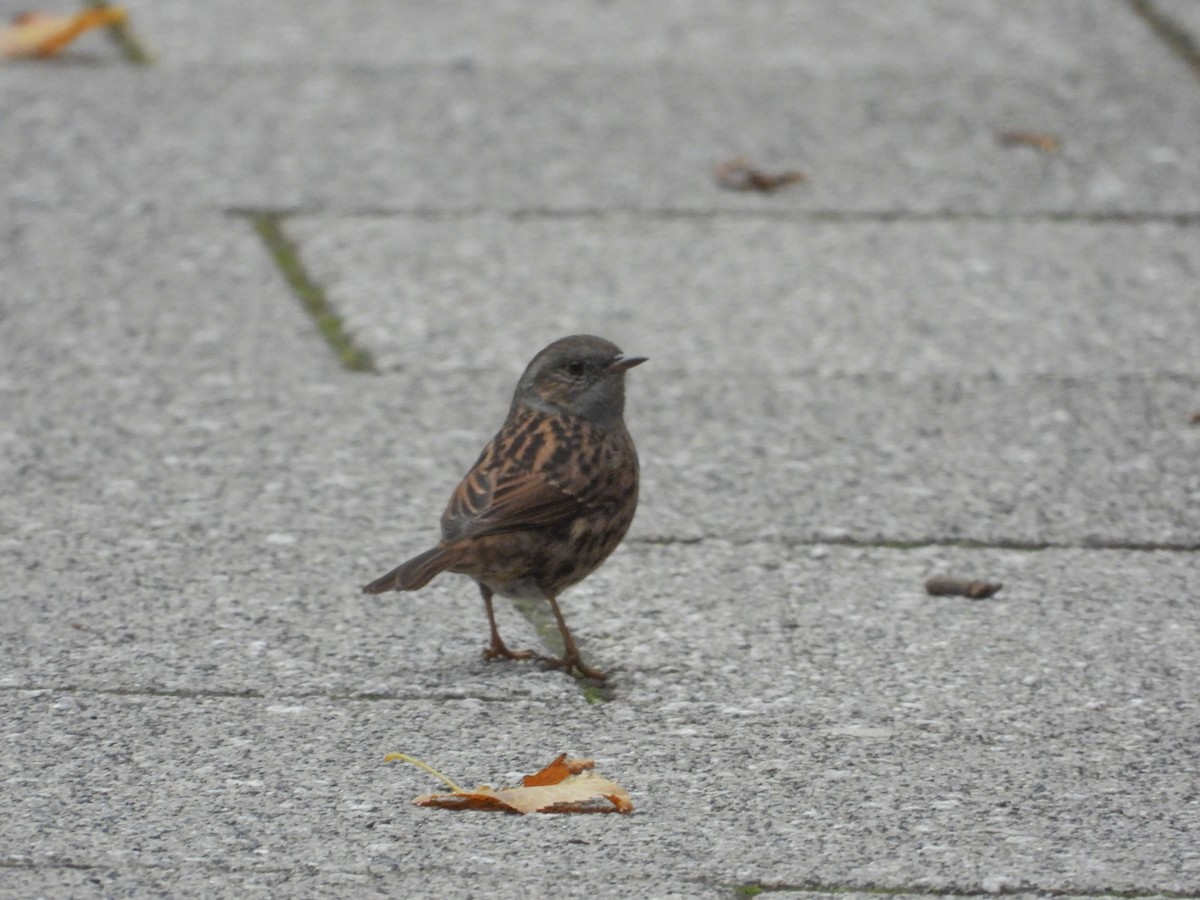 Dunnock - Zhuofei Lu