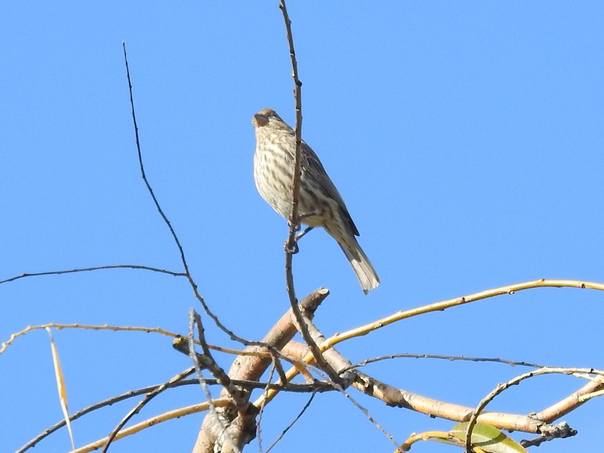 House Finch - ML502462921