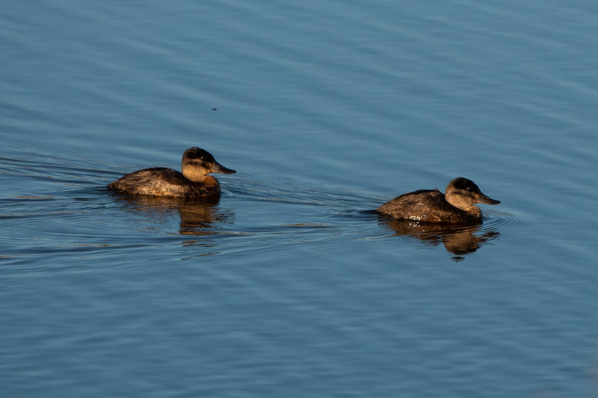 Ruddy Duck - ML502463191