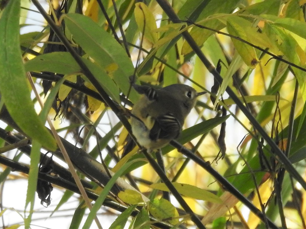 Ruby-crowned Kinglet - ML502463251