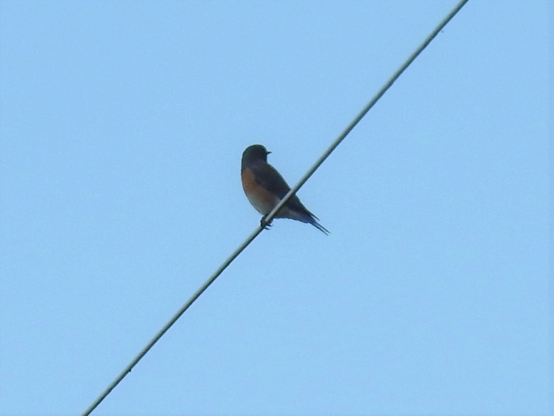 Western Bluebird - Erik Bergman