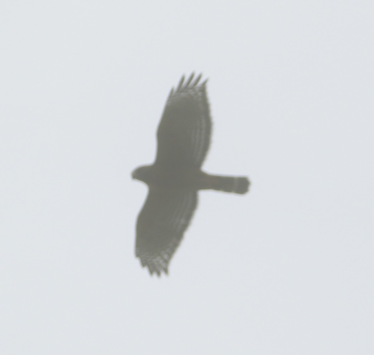 Red-shouldered Hawk - ML502463531